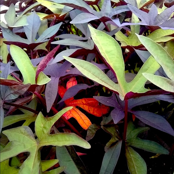 Meet your Posher, Paula - Picture 5 of 5